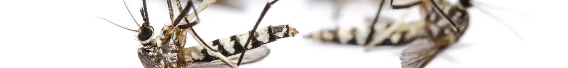 Insecticide furajere